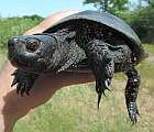 Nádherný starý samec korytnačky močiarnej nájdený v záhrade rodinného domu