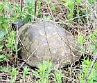 Samica korytnačky močiarnej pozorovaná na kladisku 28. mája