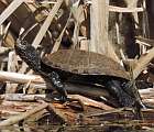 Samec – v týchto dňoch na Tajbe dominujúce pohlavie korytnačiek močiarnych