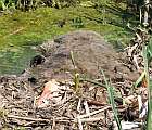 Rozkladajúce sa telo jedného z uhynutých diviakov nájdených na brehu Tajby