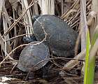 11. apríl – dve korytnačky močiarne sĺniace sa počas krátkeho teplého obdobia