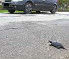 Samec korytnačky močiarnej, snažiaci sa o prekonanie frekventovanej cesty