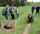 Mláďa korytnačky močiarnej nájdené na kladisku 20. mája 2021