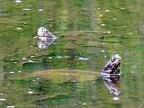 Korytnaky moiarne - vpredu samec, vzadu samica