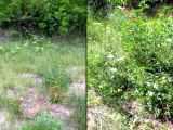 al obrzok ilustrujci rchlos zarastania kladiska korytnaky moiarnej (vavo je snmka z 31.5.2012; vpravo je snmka toho istho miesta po dvoch mesiacoch - z 1.8.2012)